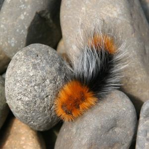Wooly Bear? Caterpillar on Rocks