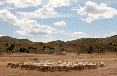 Flock of Sheep on a Range