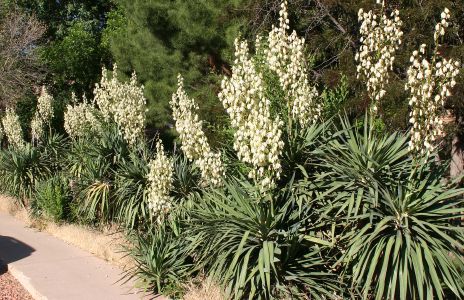 Yucca Plants in Bloom