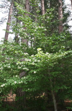 Dogwood Tree