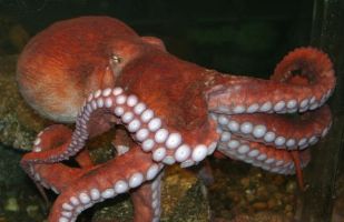 Octopus at Hatfield Marine Science Center
