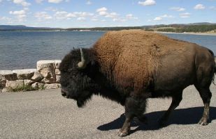 Buffalo Bull in Yellowstone