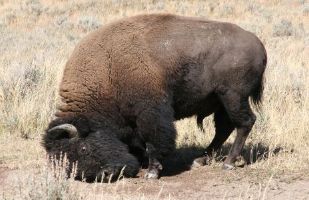 Buffalo Bull scratching his head