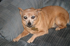 Miniature Pincher