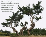 Twisted old Juniper Pine with Quote