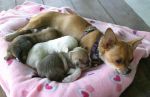 Chihuahua Nursing New Puppies