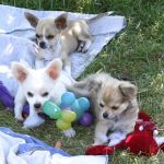 Chihuahua Puppies with Toys