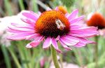 Echinacea Flower with Honey Bee