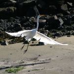 White Heron Taking Off