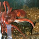 Giant Octopus in Tank