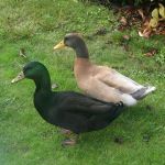 A Pair of Ducks