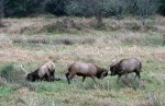 Bull Elks Sparring with Antlers