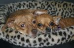 Chihuahuas Lying in Basket