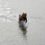 Dog Running Through Water
