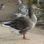 Goose - probably a Greylag Goose