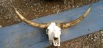 Long Horned Cattle Skull and Horns