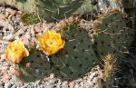 Prickly Pear Cactus Flowers