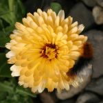 French Marigold with Wooly Bear Caterpillar