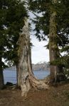 Dead Tree at Crater Lake