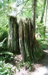 Dead Tree Stump in Forest