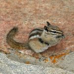 Ground Squirrel or Chipmunk