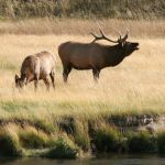 Bull Elk Calling