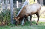 Elk Grazing by Fence