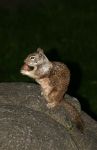 Chipmunk or Ground Squirrel
