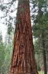 Giant Redwoods in Mariposa Grove