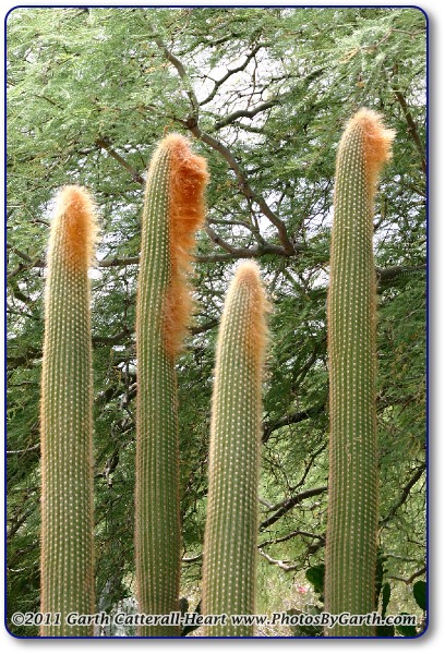 tall cactus with odd bloom