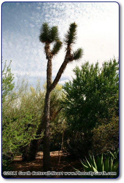 Joshua Tree or Yucca Brevifolia