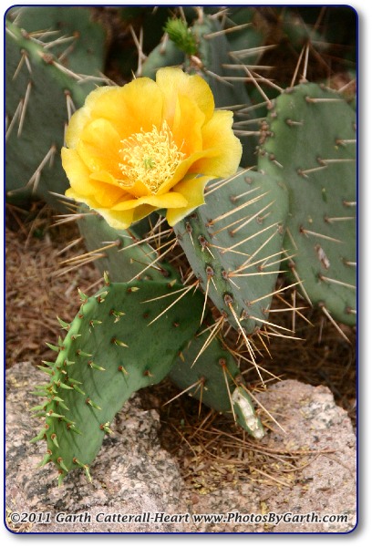 Prickly Pear Cactus Yellow bloom