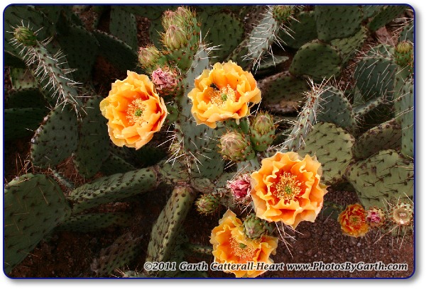 Prickly Pear Cactus in bloom