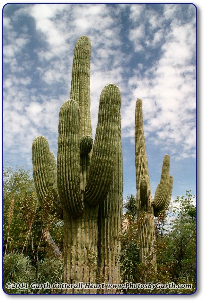 Giant saguaro cactus