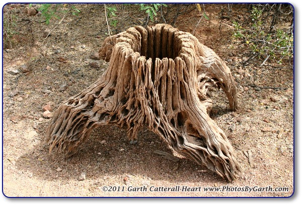 Saguaro cactus stump