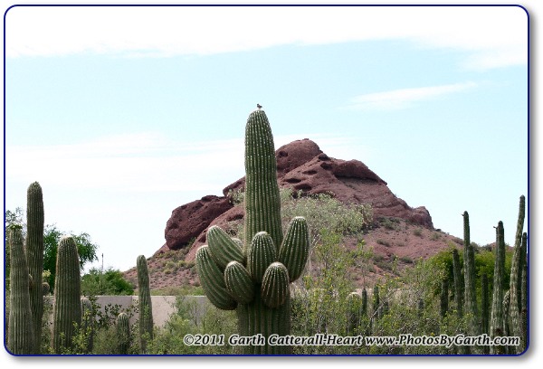 Saguaro cactus in front of the Papago Buttes