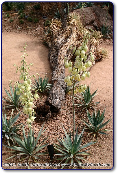Yucca plants in bloom