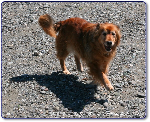 Dog on Rocky Beach