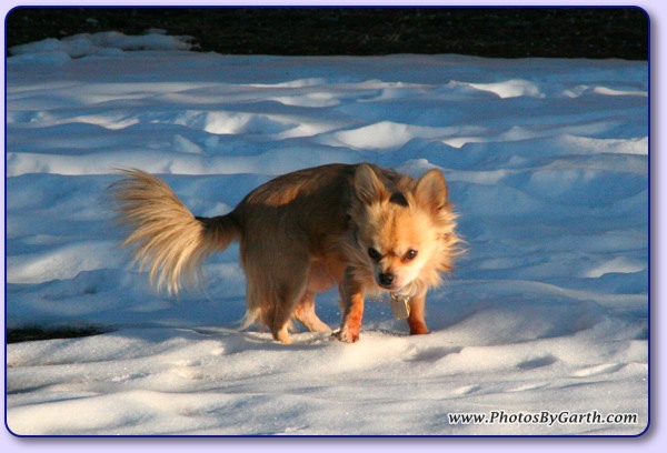 Long-haired Chihuahua in Snow 2